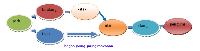 Wahim boys: rantai makanan, jaring2 makanan, simbiosis dan 