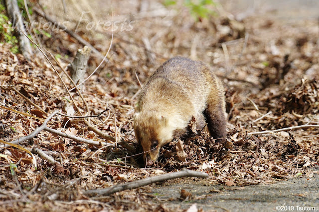 Japanese Badger