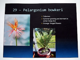  Pelargonium Bowkeri description