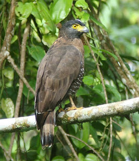 Jual Elang Ular Kinabalu (Spilornis kinabaluensis),  Harga Elang Ular Kinabalu (Spilornis kinabaluensis),  Toko Elang Ular Kinabalu (Spilornis kinabaluensis),  Diskon Elang Ular Kinabalu (Spilornis kinabaluensis),  Beli Elang Ular Kinabalu (Spilornis kinabaluensis),  Review Elang Ular Kinabalu (Spilornis kinabaluensis),  Promo Elang Ular Kinabalu (Spilornis kinabaluensis),  Spesifikasi Elang Ular Kinabalu (Spilornis kinabaluensis),  Elang Ular Kinabalu (Spilornis kinabaluensis) Murah,  Elang Ular Kinabalu (Spilornis kinabaluensis) Asli,  Elang Ular Kinabalu (Spilornis kinabaluensis) Original,  Elang Ular Kinabalu (Spilornis kinabaluensis) Jakarta,  Jenis Elang Ular Kinabalu (Spilornis kinabaluensis),  Budidaya Elang Ular Kinabalu (Spilornis kinabaluensis),  Peternak Elang Ular Kinabalu (Spilornis kinabaluensis),  Cara Merawat Elang Ular Kinabalu (Spilornis kinabaluensis),  Tips Merawat Elang Ular Kinabalu (Spilornis kinabaluensis),  Bagaimana cara merawat Elang Ular Kinabalu (Spilornis kinabaluensis),  Bagaimana mengobati Elang Ular Kinabalu (Spilornis kinabaluensis),  Ciri-Ciri Hamil Elang Ular Kinabalu (Spilornis kinabaluensis),  Kandang Elang Ular Kinabalu (Spilornis kinabaluensis),  Ternak Elang Ular Kinabalu (Spilornis kinabaluensis),  Makanan Elang Ular Kinabalu (Spilornis kinabaluensis),  Elang Ular Kinabalu (Spilornis kinabaluensis) Termahal,  Adopsi Elang Ular Kinabalu (Spilornis kinabaluensis),  Jual Cepat Elang Ular Kinabalu (Spilornis kinabaluensis),  Kreatif Elang Ular Kinabalu (Spilornis kinabaluensis),  Desain Elang Ular Kinabalu (Spilornis kinabaluensis),  Order Elang Ular Kinabalu (Spilornis kinabaluensis),  Kado Elang Ular Kinabalu (Spilornis kinabaluensis),  Cara Buat Elang Ular Kinabalu (Spilornis kinabaluensis),  Pesan Elang Ular Kinabalu (Spilornis kinabaluensis),  Wisuda Elang Ular Kinabalu (Spilornis kinabaluensis),  Ultah Elang Ular Kinabalu (Spilornis kinabaluensis),  Nikah Elang Ular Kinabalu (Spilornis kinabaluensis),  Wedding Elang Ular Kinabalu (Spilornis kinabaluensis),  Flanel Elang Ular Kinabalu (Spilornis kinabaluensis),  Special Elang Ular Kinabalu (Spilornis kinabaluensis),  Suprise Elang Ular Kinabalu (Spilornis kinabaluensis),  Anniversary Elang Ular Kinabalu (Spilornis kinabaluensis),  Moment Elang Ular Kinabalu (Spilornis kinabaluensis),  Istimewa  Elang Ular Kinabalu (Spilornis kinabaluensis),  Kasih Sayang  Elang Ular Kinabalu (Spilornis kinabaluensis),  Valentine  Elang Ular Kinabalu (Spilornis kinabaluensis),  Tersayang Elang Ular Kinabalu (Spilornis kinabaluensis),  Unik Elang Ular Kinabalu (Spilornis kinabaluensis), 