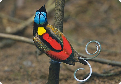 aves del paraiso king-of-saxony-bird_1706x1178
