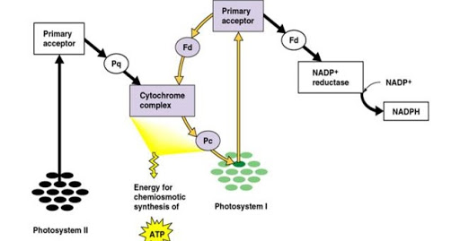 Fosforilasi siklik dan non-siklik