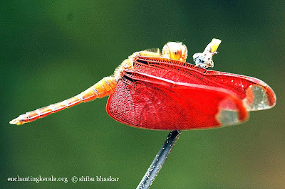 fulvous forest skimmer dragonfly