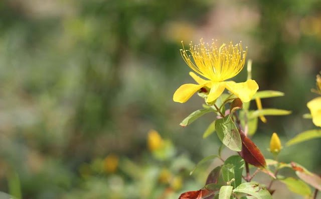 Hypericum Flowers