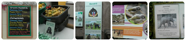 Chester Zoo Educational Displays