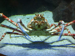 crab