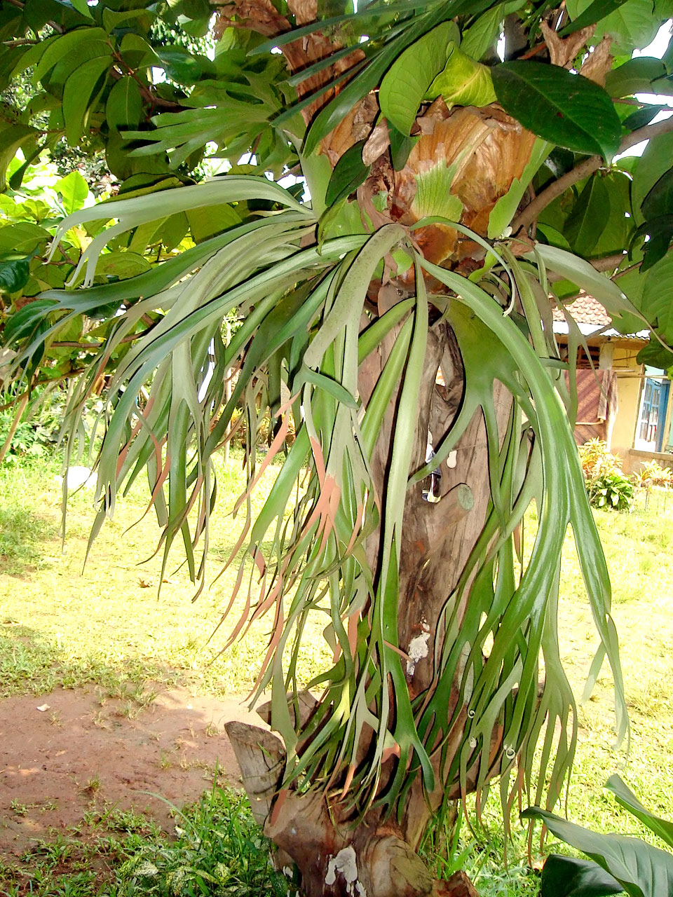 POHON TANDUK RUSA MURAH ~ TUKANG TAMAN