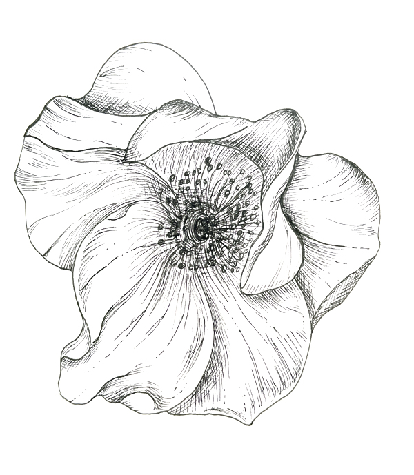 Pen and Ink Drawing of a Rose by Ingrid Lobo