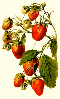 http://fr.wikipedia.org/wiki/Fraise_%28fruit%29