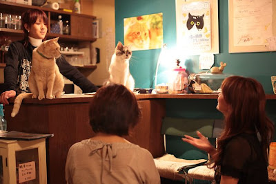 Tokyo's Cat Cafe Seen On  www.coolpicturegallery.us