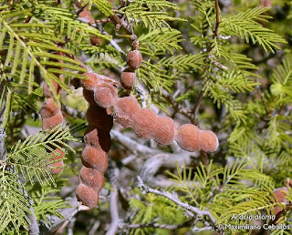 tusca Acacia aroma