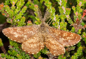 Common Heath, Ematurga atomaria.  Male.  Old Lodge Nature Reserve, 11 June 2016.