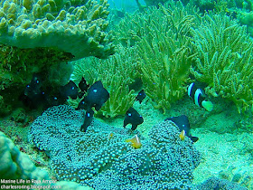 Orange-skunk anemonefish, Three-spots Dascyllus and damselfish