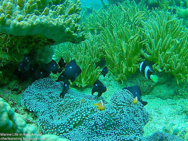 Orange-skunk anemonefish, Three-spots Dascyllus and damselfish