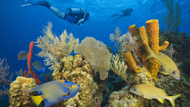 Barrier Reef Belize6