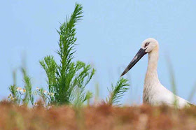 bird, field, stork, Okinawa