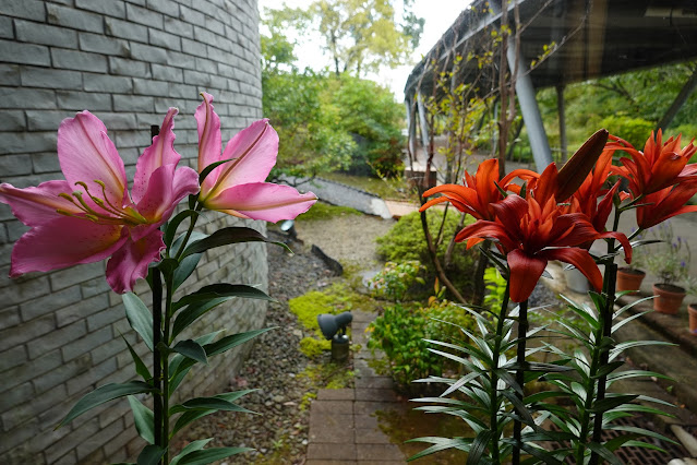 鳥取県西伯郡南部町鶴田　とっとり花回廊　ゆりの館