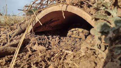 Una tortuga de la especie graeca se asoma al sol desde su refugio