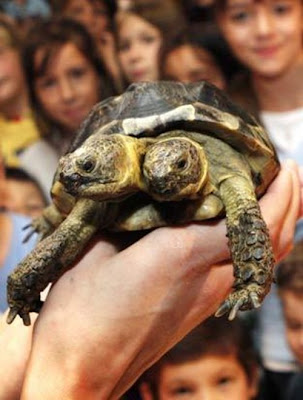 deformed white tiger pictures. Deformed Tortoises