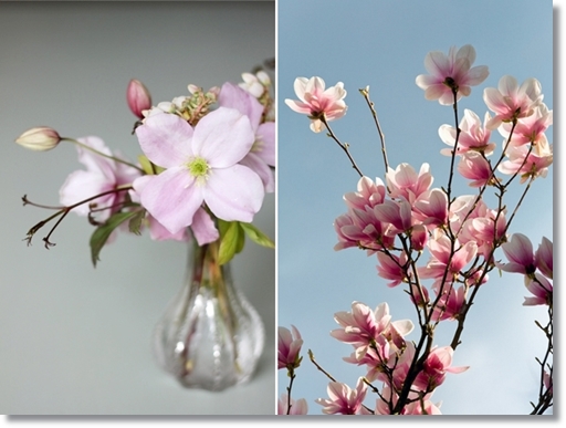 magnolia, bukett magnolia, magnolia bouquet, istället för magnolia, instead of magnolia