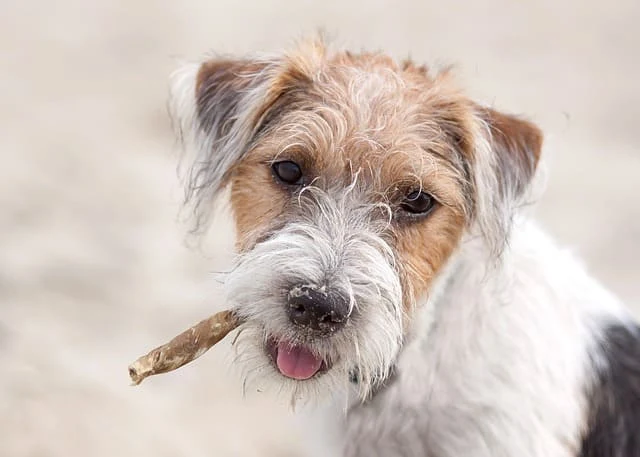 Parson Russell Terrier- dog breed information, facts, care and ...