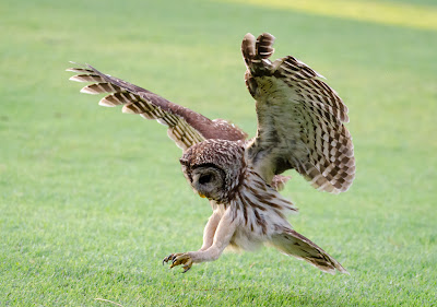 landing bird