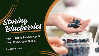 How to Store Blueberries So They Won't Spoil Quickly