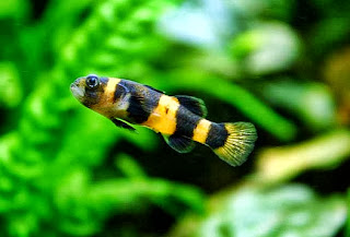 Bumblebee Goby