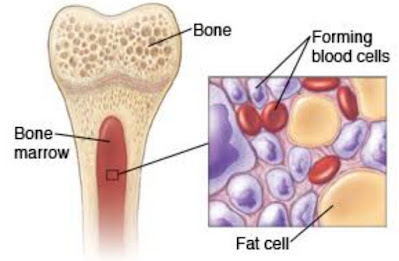How are blood cells formed in our body?
