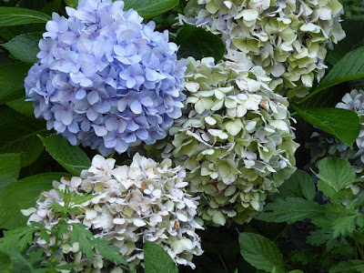 星の里いわふね 紫陽花