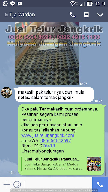 budidaya jangkrik, cara beternak jangkrik, cara budidaya jangkrik, cara ternak jangkrik, jual telur jangkrik, ternak jangkrik