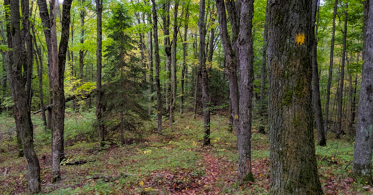 trail through deep woods