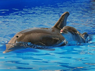 mãe e bebê golfinhos