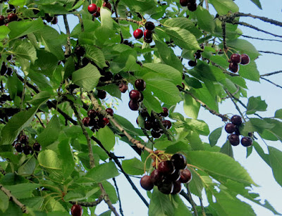 cerises