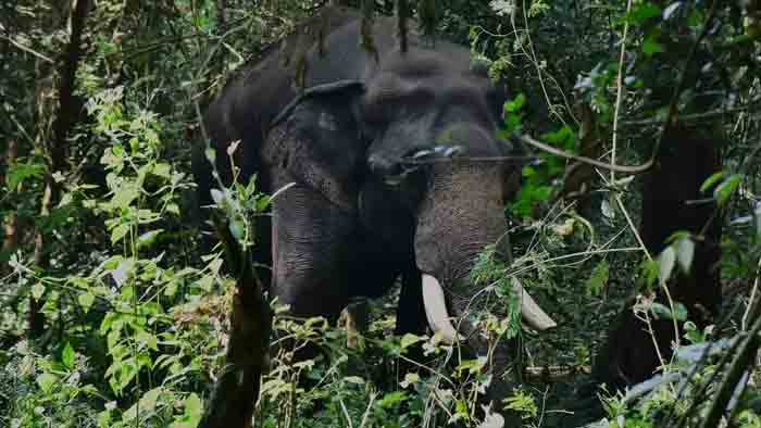 Wild elephant attack again in Dhoni, Palakkad, News, Wild Elephants, Attack, Forest, Kerala