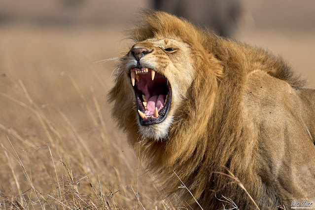 Roaring Lion