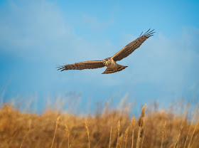 Immature Northern Harrier.