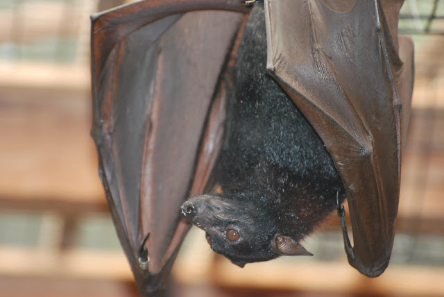 Vampire Bat Animal Facts & Information