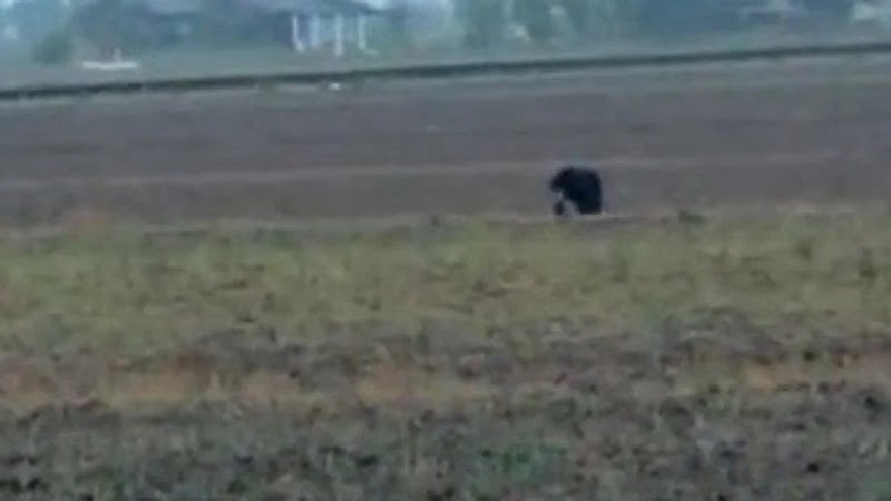 [VIDEO] Beruang berkeliaran dikesan di Sungai Nibong