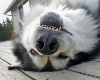 Alaskan Malamute