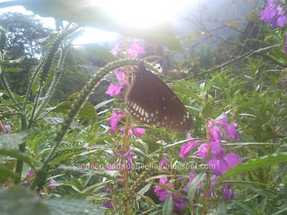 BUTTERFLIES FOUND IN SIKKIM