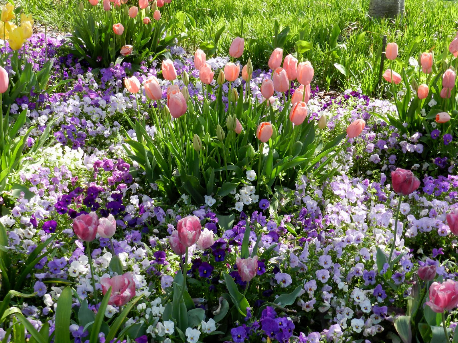 Prairie Rose s Garden  Tulipmania at the Dallas Arboretum