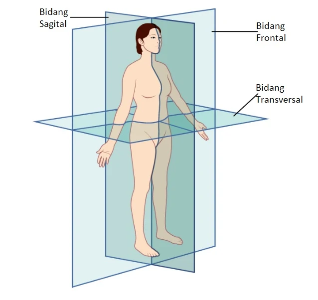 Bidang Tubuh dalam Anatomi
