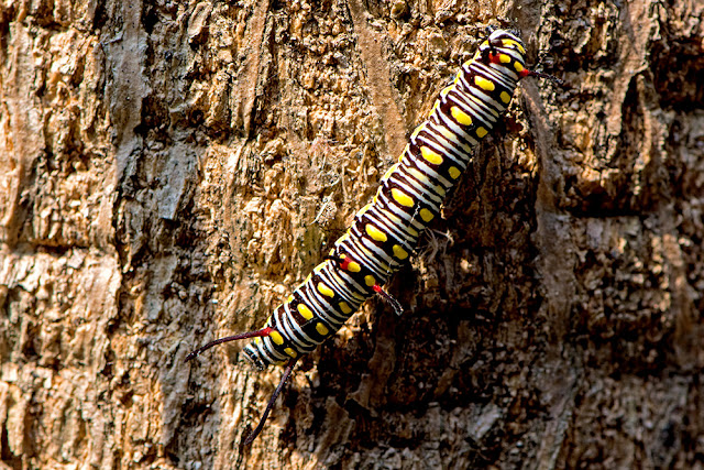 Danaus chrysippus the Plain Tiger