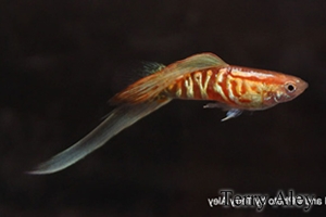 Lower Swordtail