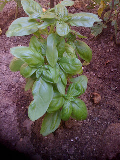 Basil herb growing in the vegetable garden