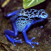 Μπλε βάτραχος, εξωτικός και επικίνδυνος