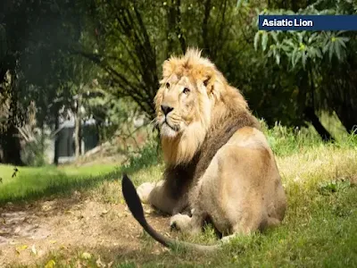 Asiatic Lion