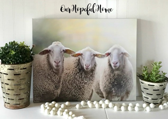 sheep trio photo canvas farmhouse decor