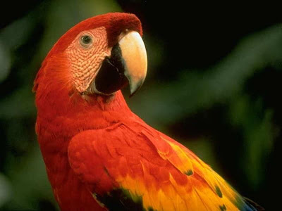 Cute Colorful Parrots Around the World